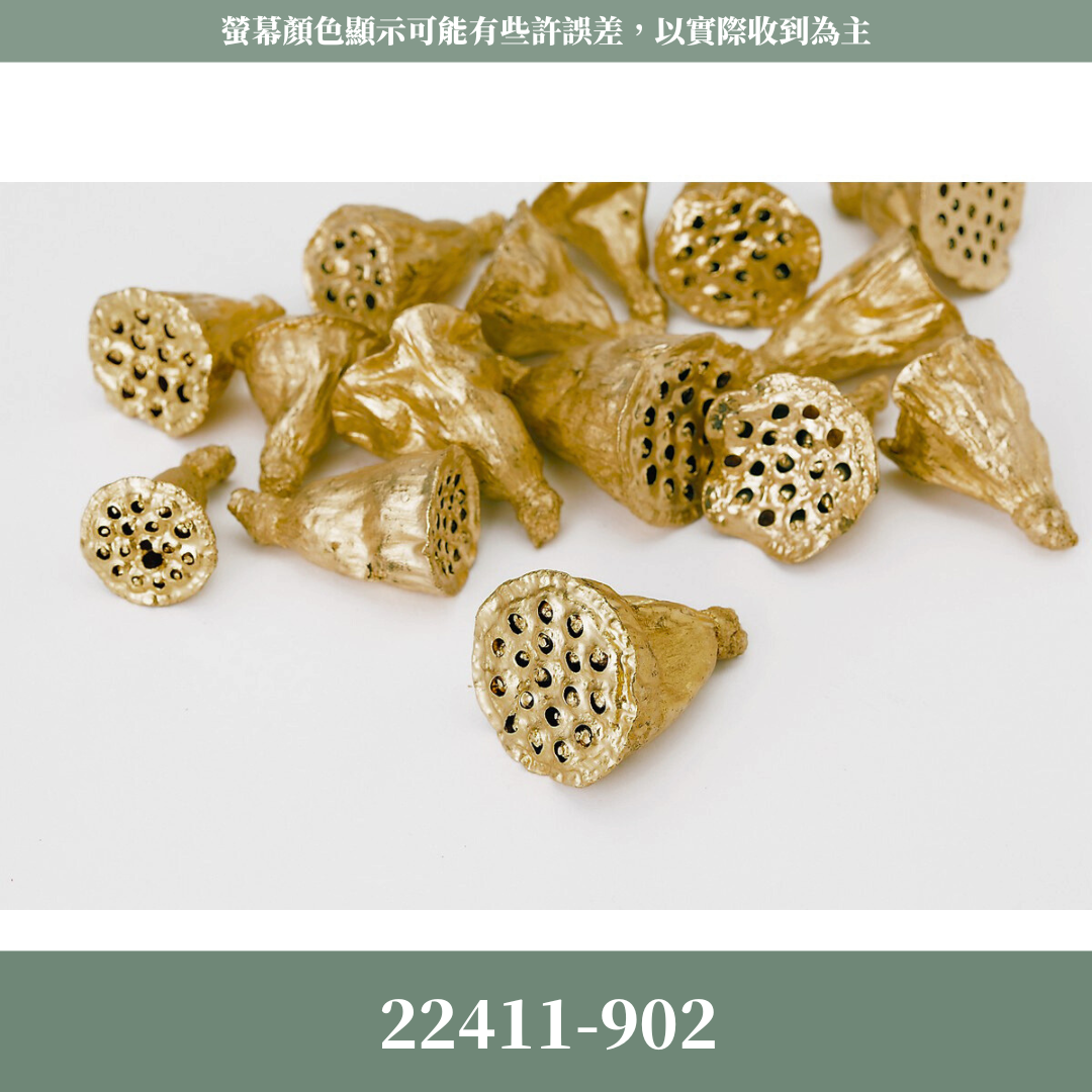 22411-902 原裝日本迷你蓮藕(15個) ｜日本迷你蓮藕 金色乾燥果實 日本大地農園 花圈材料 聖誕裝飾 花藝擺飾