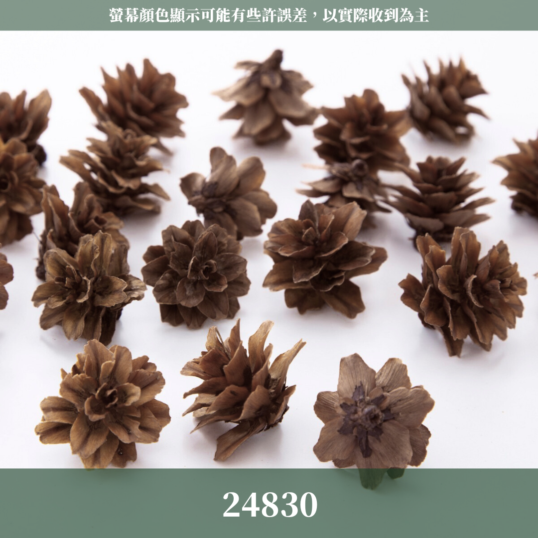 24830 原裝西伯利亞落葉松果(40g) ｜日本大地農園 進口松果 聖誕材料 花圈素材 花藝裝飾 精油吸附