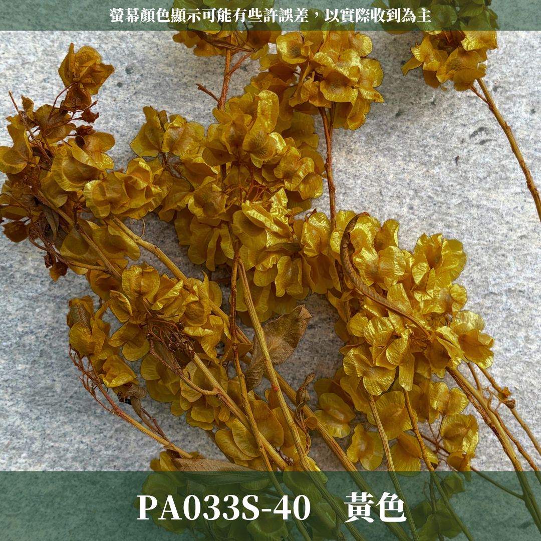 PA033S 永生蝴蝶花經濟包｜迎客豆 永生迎客豆 迎客豆花 新年花材 年宵花 盆花 永生花 不凋乾燥花 花材特價 花藝