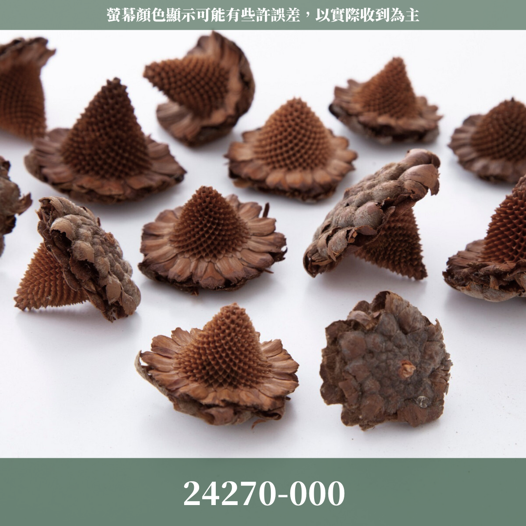 24270 原裝墨西哥帽果(60g) ｜24270-000 メキシカンハット 24270-021 大地農園 日本進口 帽果 墨西哥帽果 聖誕節 果實 花材 果實 永生花 乾燥花 不凋花 乾燥果實 藤圈果實 聖誕節裝飾 聖誕佈置 拍照道具 居家佈置