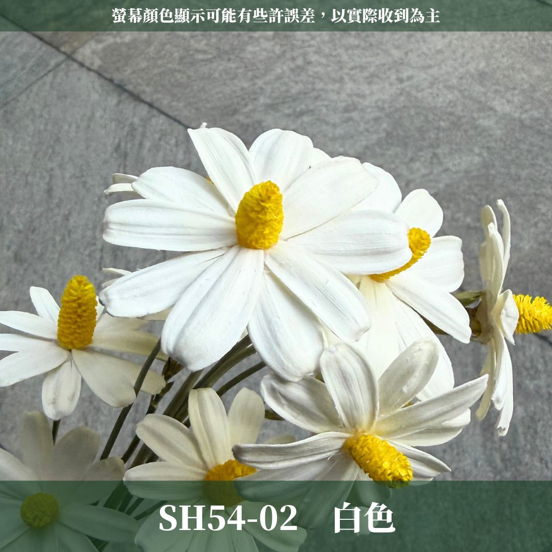 SH54 原裝木片瑪格麗特｜乾燥花批發 瓜子花 小雛菊 不凋花 木春菊 花藝設計 拍照道具 手工花 DIY 花藝 插花