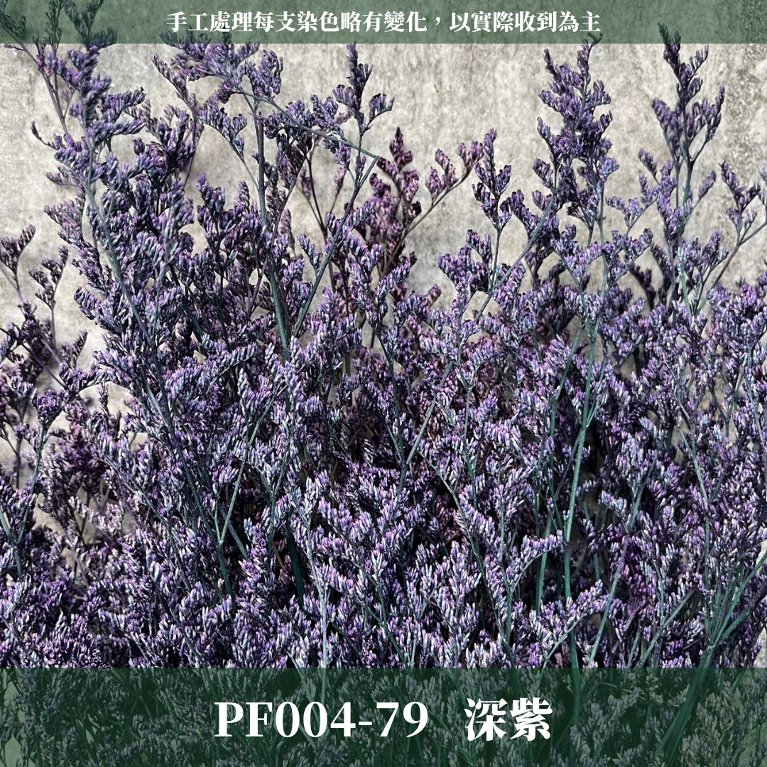 PF004 原裝卡斯比亞｜情人草