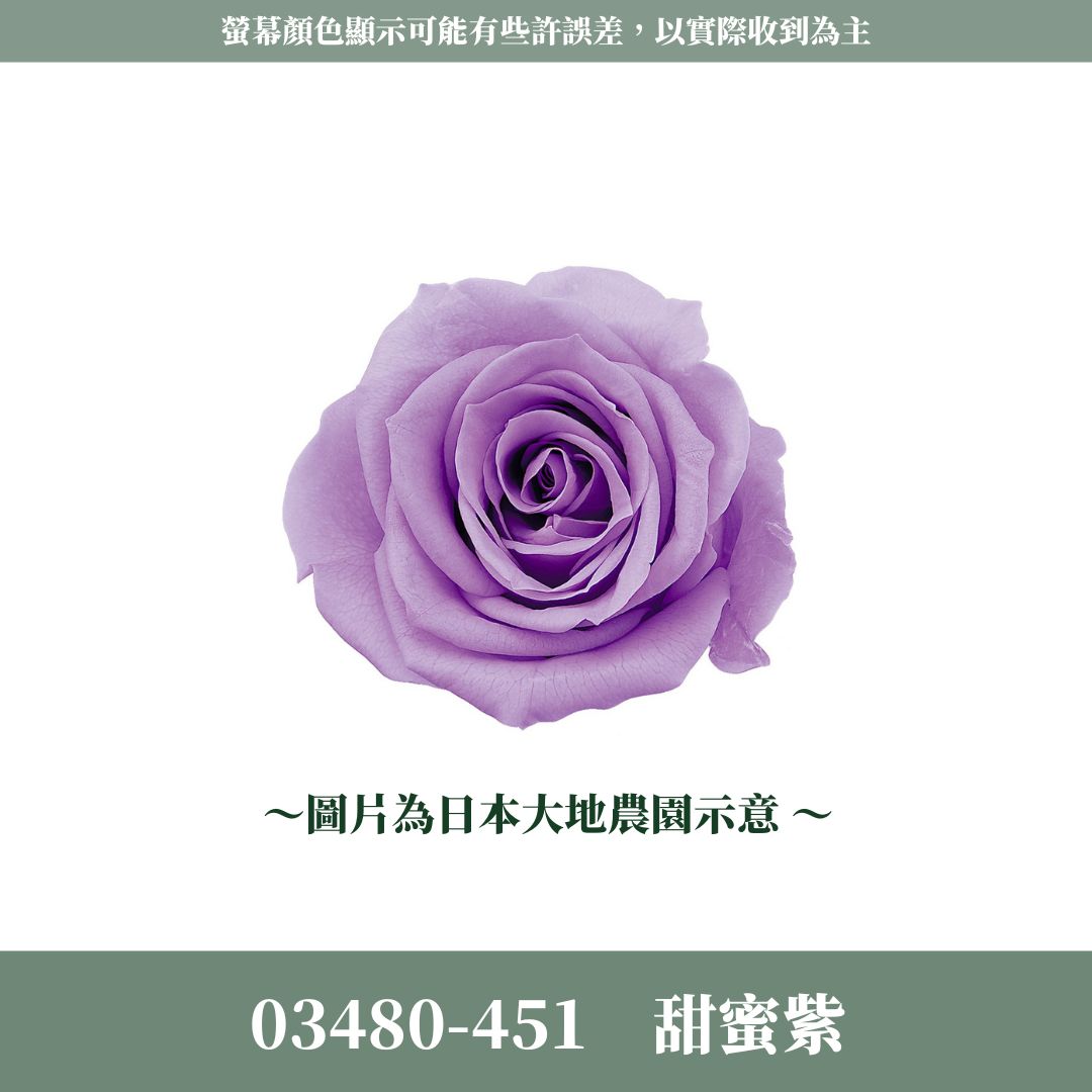 03480 中玫瑰
