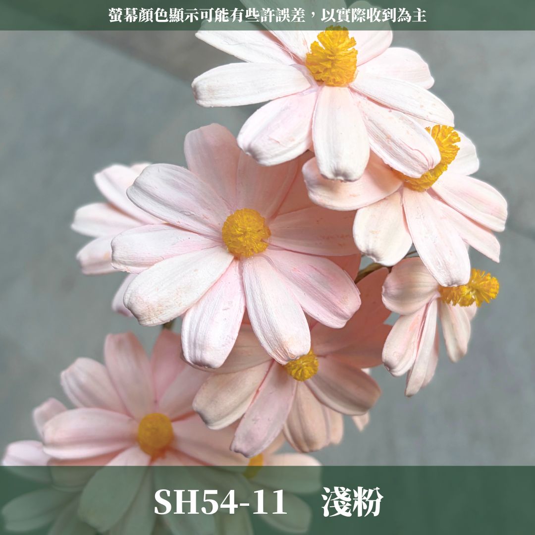SH54 原裝木片瑪格麗特｜乾燥花批發 瓜子花 小雛菊 不凋花 木春菊 花藝設計 拍照道具 手工花 DIY 花藝 插花