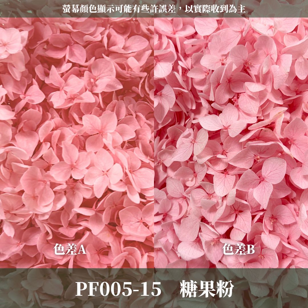 PF005 安娜繡球單支｜ A級 大份量 帶梗紫陽花 永生花 不凋花 乾燥花 DIY花材 拍攝道具 漸變花藝繡球 浮游花