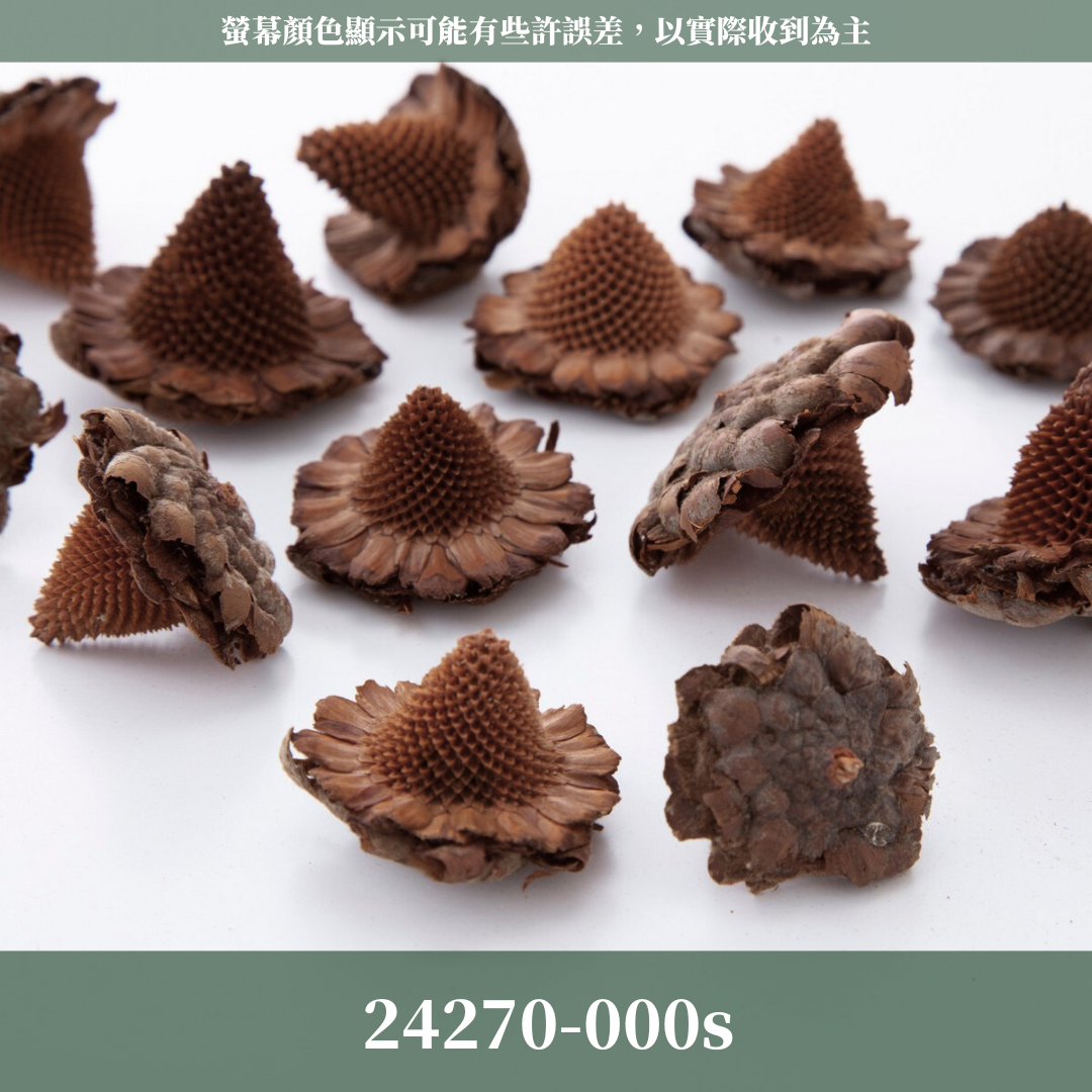 24270S 日本墨西哥帽果經濟包(2顆) ｜24270-000 メキシカンハット 24270-021 大地農園 日本進口 帽果 墨西哥帽果 聖誕節 果實 花材 果實 永生花 乾燥花 不凋花 乾燥果實 藤圈果實 聖誕節裝飾 聖誕佈置 拍照道具 居家佈置