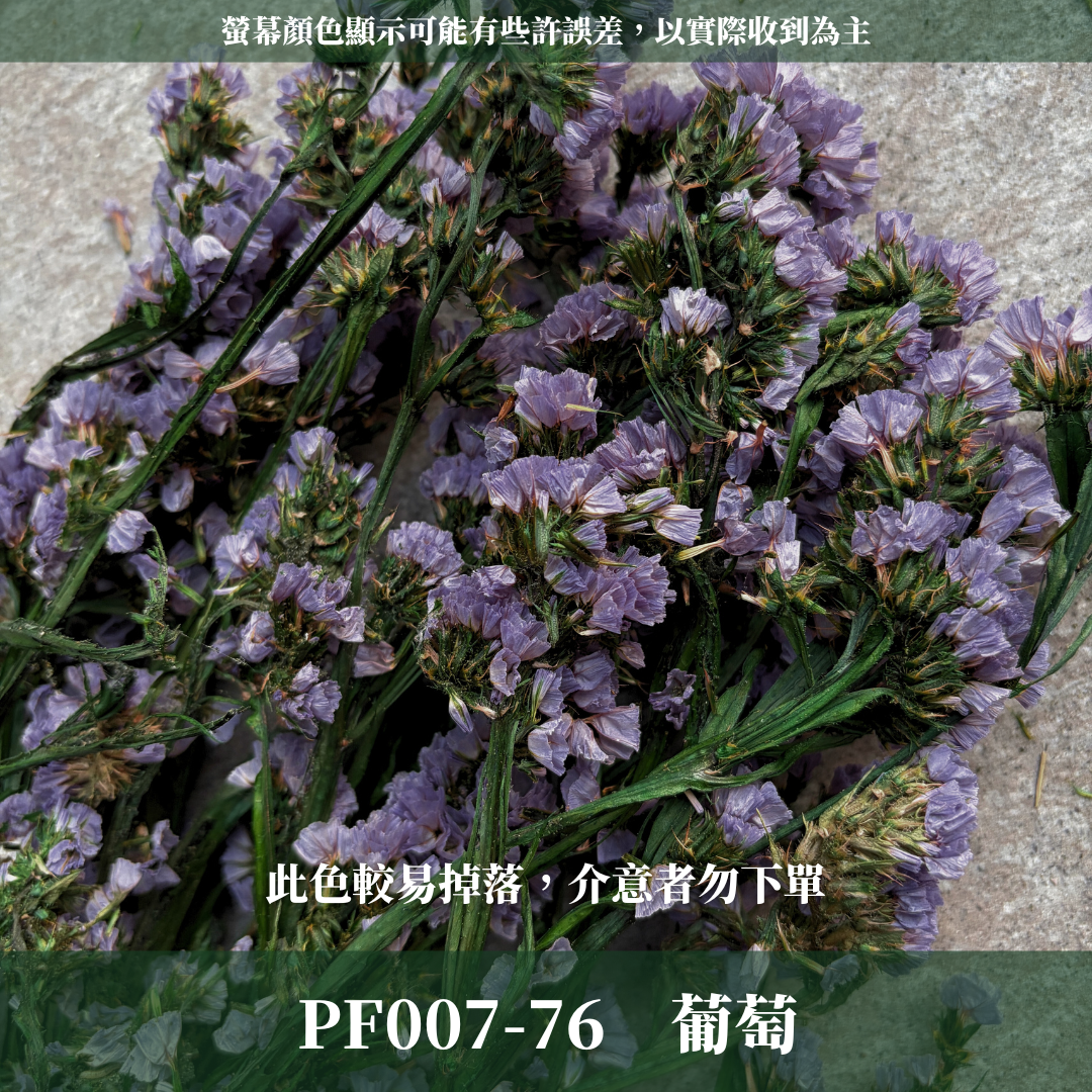 PF007 原裝永生星辰花｜勿忘我 不凋花 永生花材 花藝材料 婚禮花束 DIY捧花 拍照道具 手作素材 鄉村風擺飾