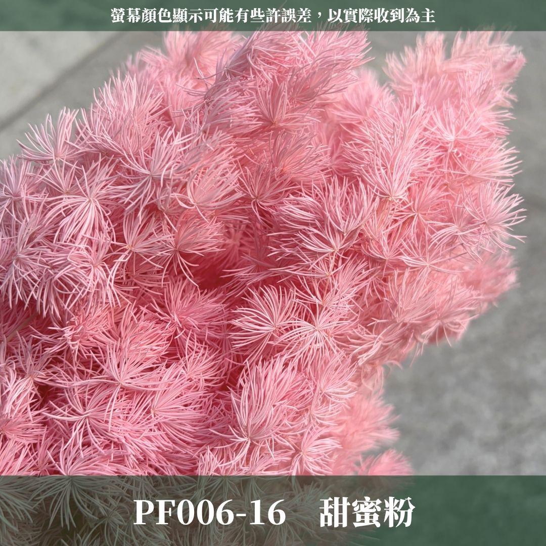 PF006 原裝蓬萊松｜ 買四送一｜花藝師必買！A級永生蓬萊松 不凋蓬萊松 進口蓬萊松 萬壽松 松樹 手作花材 花藝設計