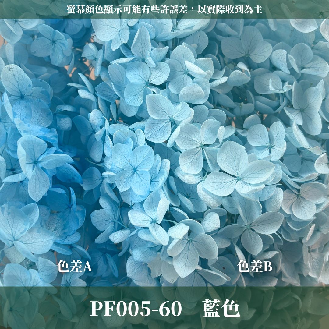 PF005 安娜繡球單支｜ A級 大份量 帶梗紫陽花 永生花 不凋花 乾燥花 DIY花材 拍攝道具 漸變花藝繡球 浮游花