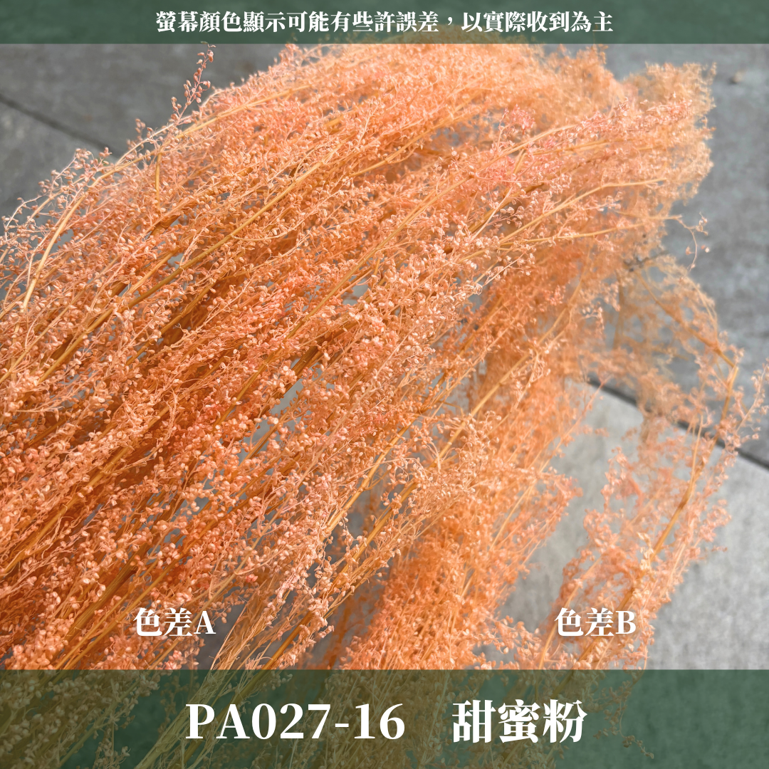 PA027 原裝永生米蒿｜咪咪草 不凋咪咪草 噴泉草 花藝設計 乾燥花束 拍照道具 居家佈置 柔霧系乾燥花 婚禮花藝素材