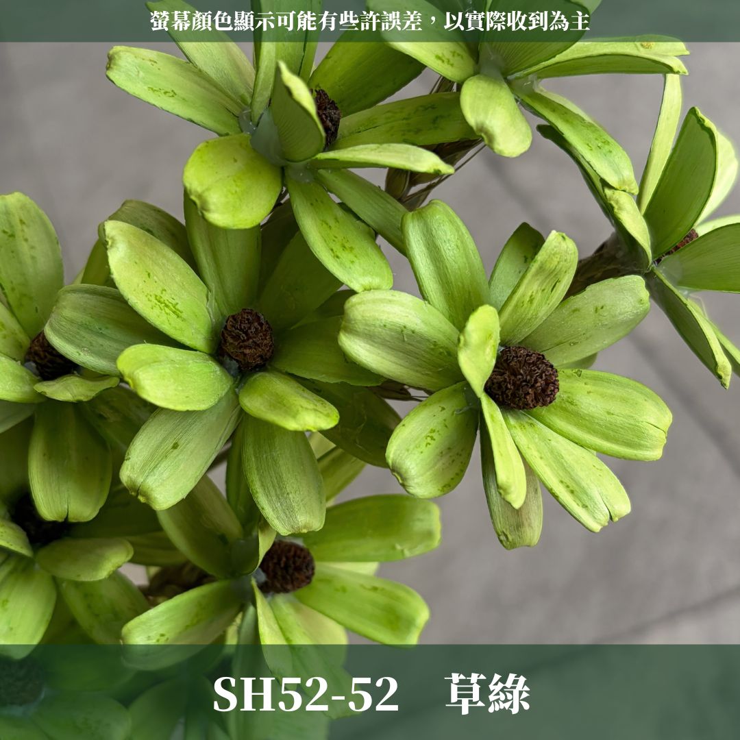SH52 原裝小雛菊瓜子花｜5cm｜木片花 手工花 乾燥花 乾花新瓜子花 不凋花 永生花 花束花材 捧花材料 胸花手作
