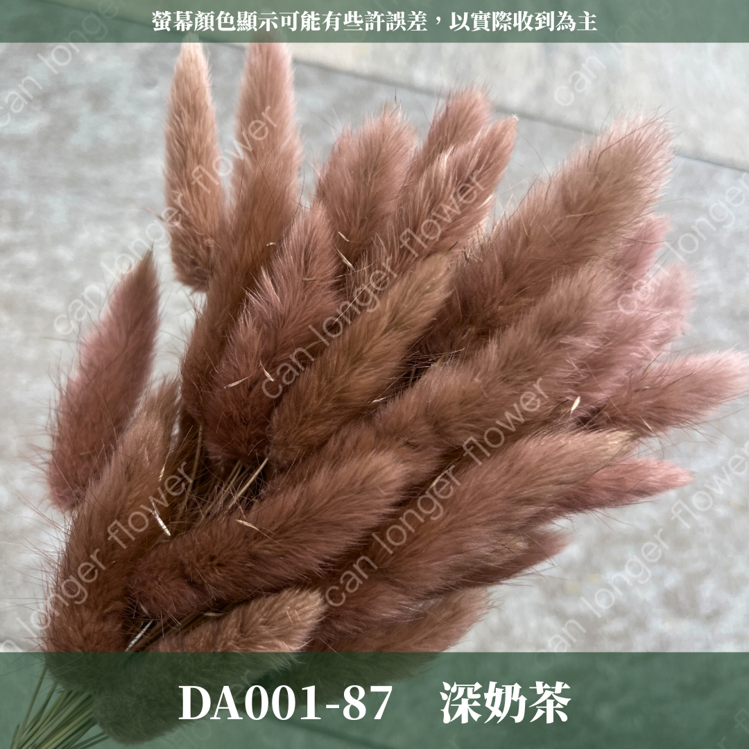 DA001 原裝兔尾草｜彩色兔尾草 乾燥永生花 花束花材 莫蘭迪色 插花DIY 拍照道具 乾燥兔尾草 乾燥花