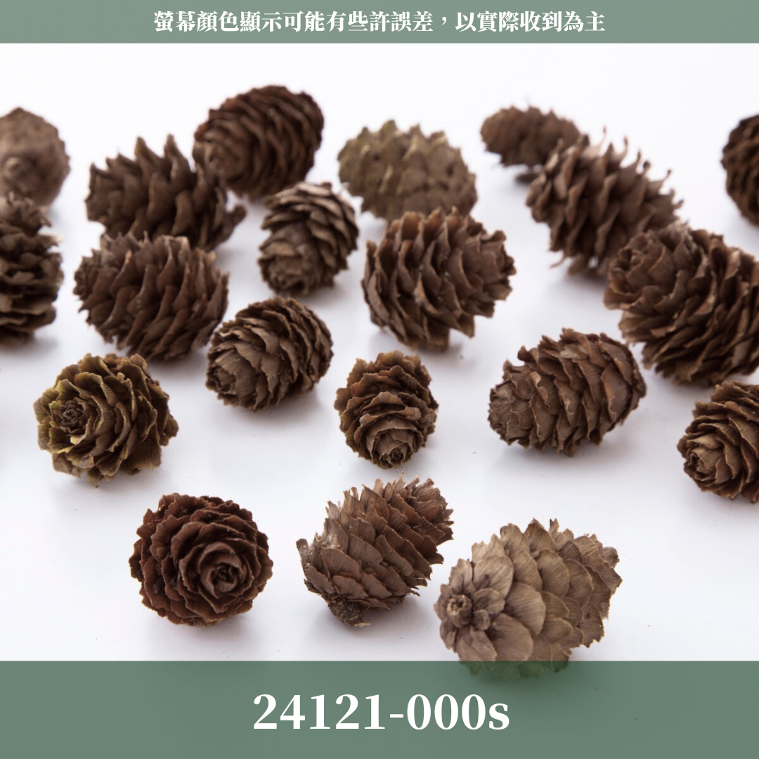 24121-000S 日本落葉松果(5顆) 經濟包｜天然松果 落葉松果實 聖誕裝飾 花圈材料 DIY花材 乾燥花材