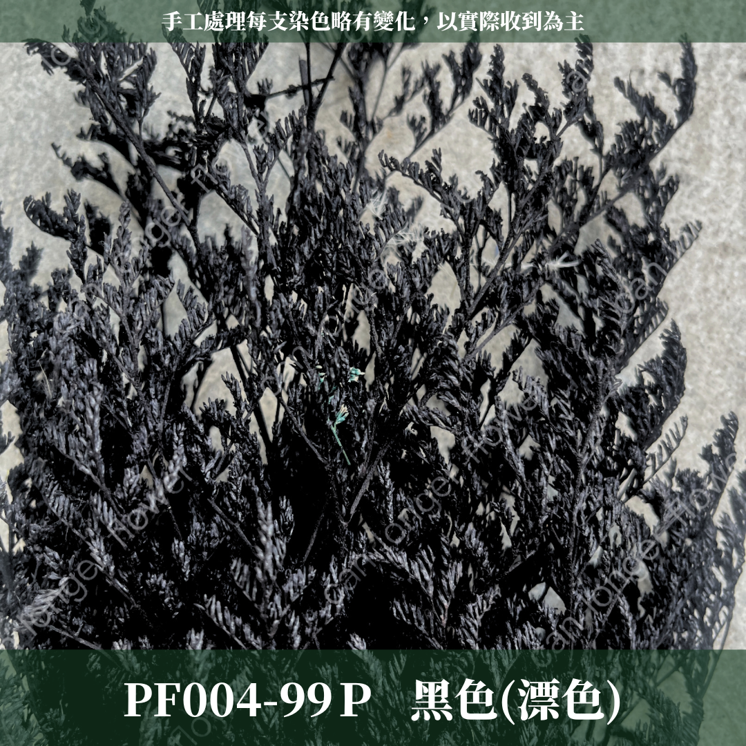 PF004 原裝卡斯比亞｜情人草