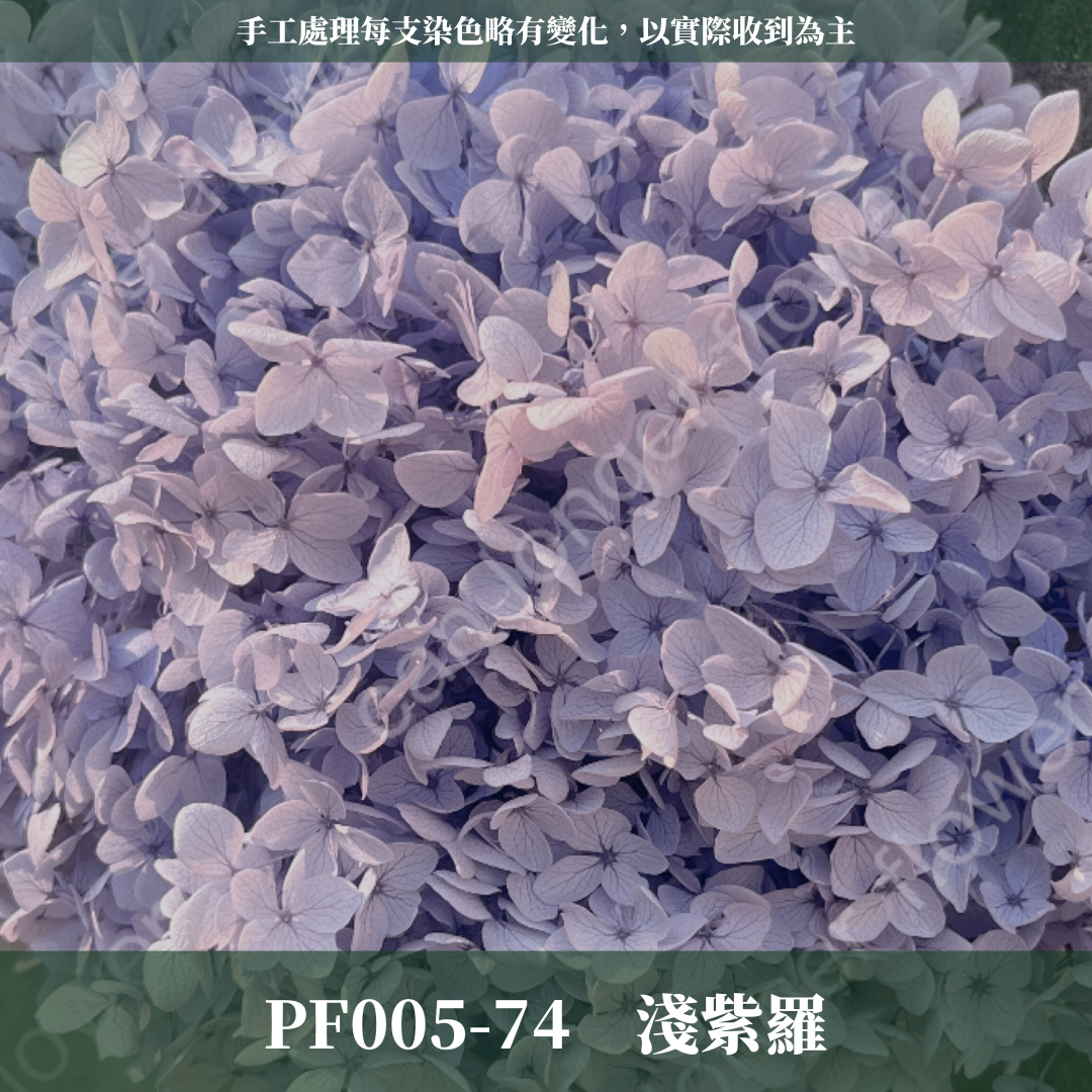PF005-S 安娜繡球經濟盒裝｜ A級 漸層繡球 紫陽花 永生花 不凋花 乾燥花 DIY花材 拍攝道具 蜉蝣花花材
