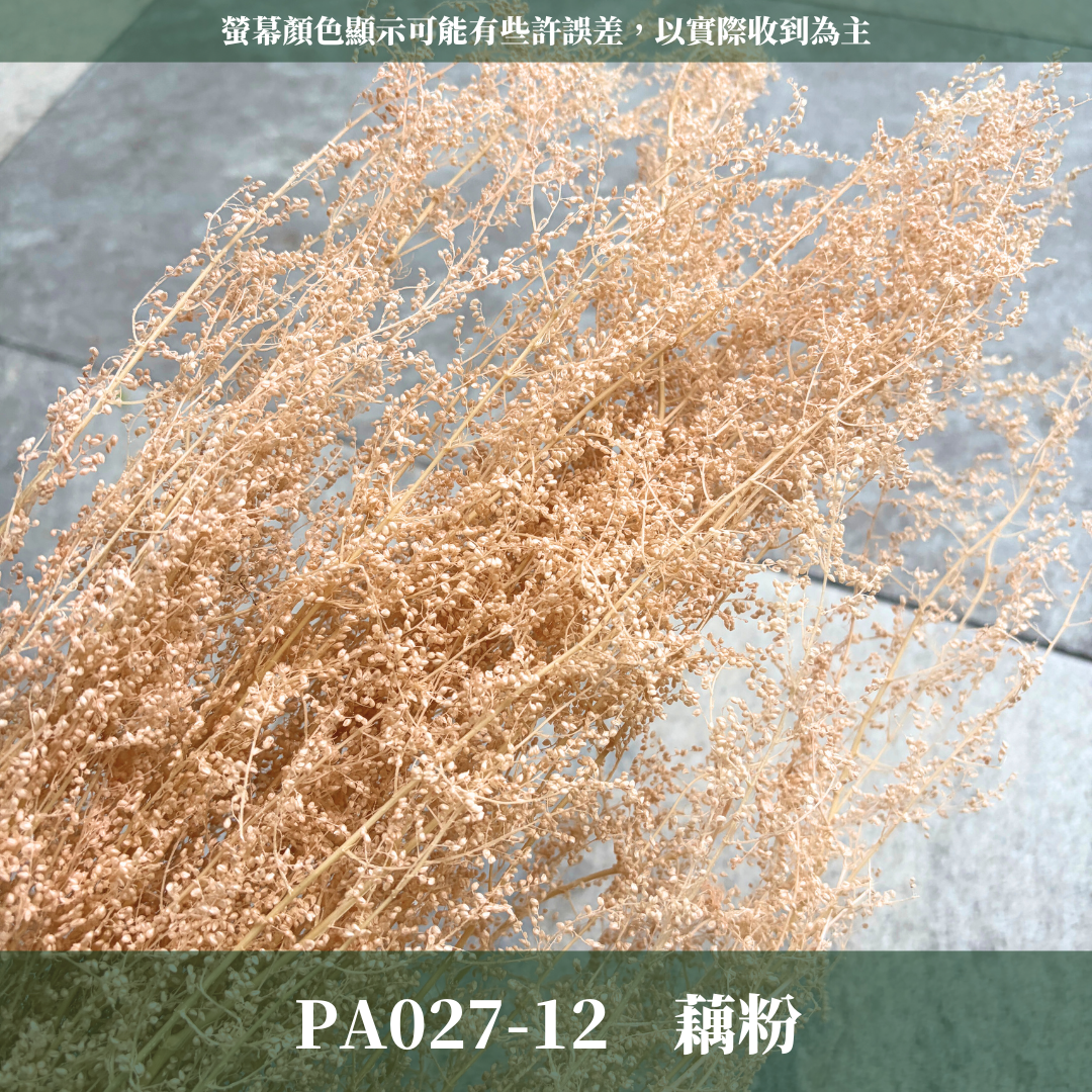 PA027 原裝永生米蒿｜咪咪草 不凋咪咪草 噴泉草 花藝設計 乾燥花束 拍照道具 居家佈置 柔霧系乾燥花 婚禮花藝素材