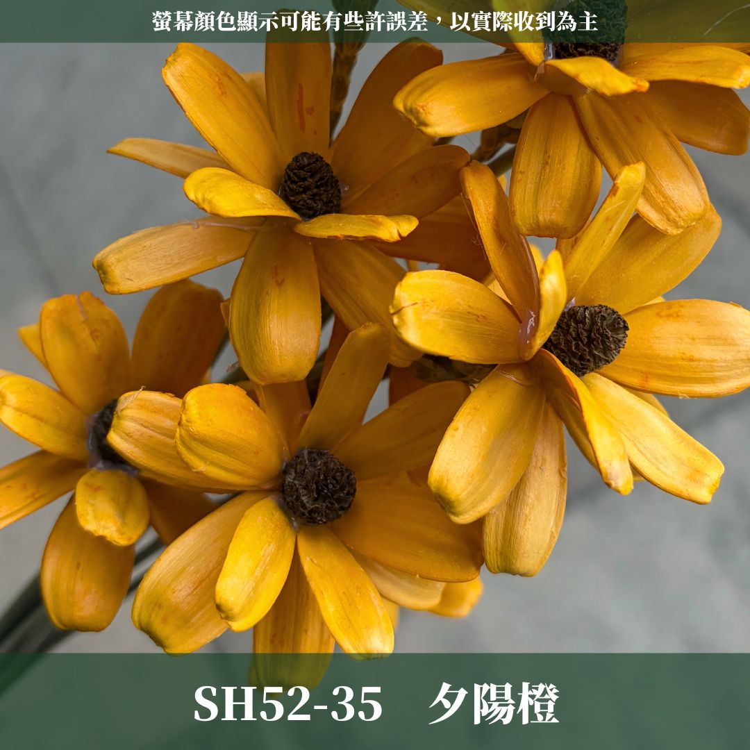 SH52 原裝小雛菊瓜子花｜5cm｜木片花 手工花 乾燥花 乾花新瓜子花 不凋花 永生花 花束花材 捧花材料 胸花手作