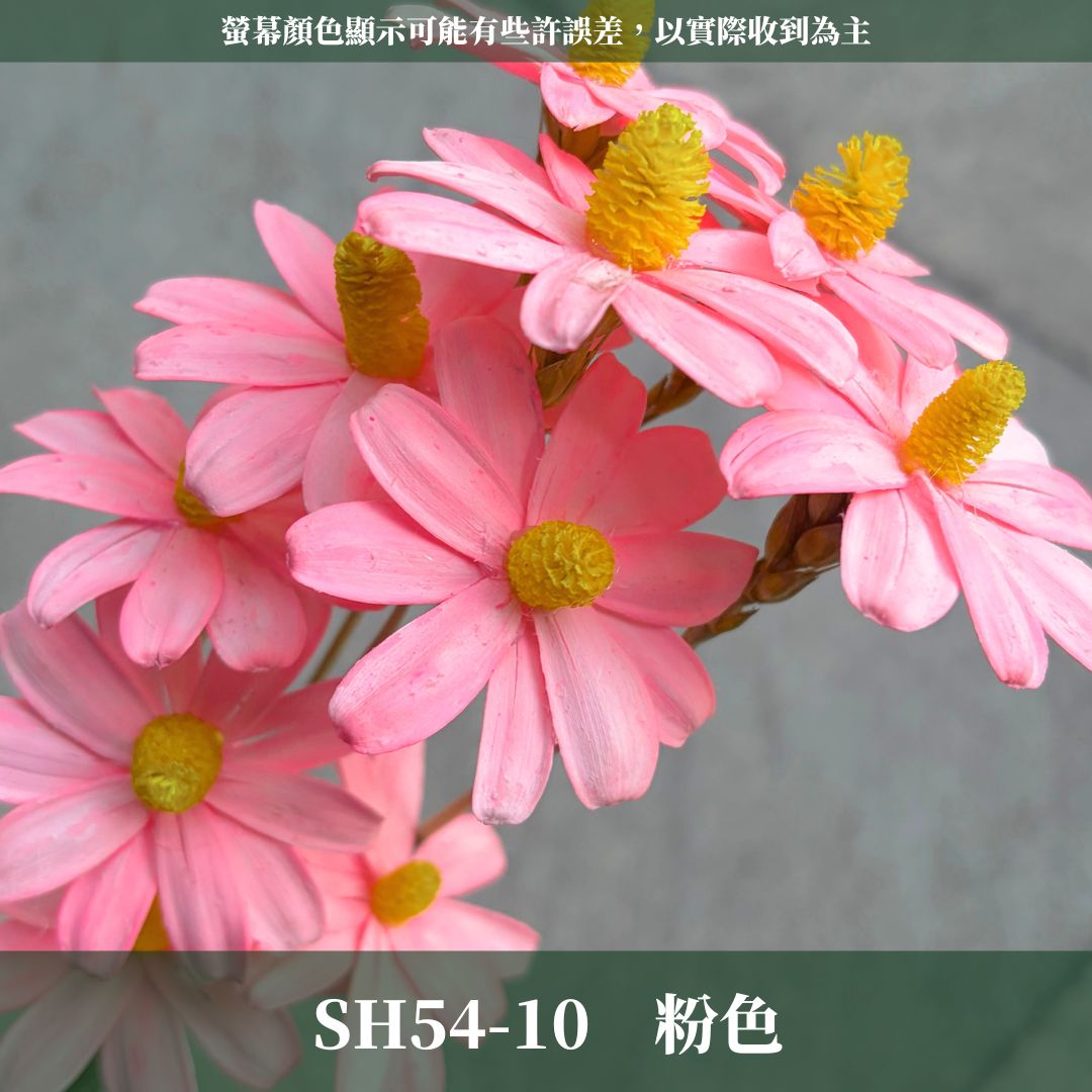 SH54 原裝木片瑪格麗特｜乾燥花批發 瓜子花 小雛菊 不凋花 木春菊 花藝設計 拍照道具 手工花 DIY 花藝 插花