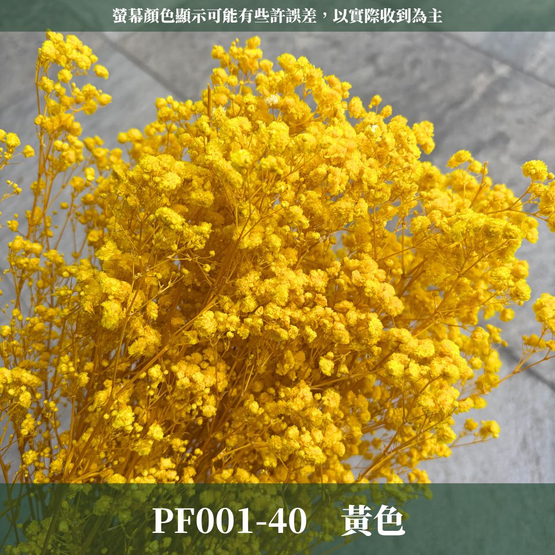 PF001 原裝滿天星｜買四送一！A級永生滿天星工廠直供 拍攝婚禮佈置 韓式不凋滿天星 抖音款永生花 乾燥花 桌花花束