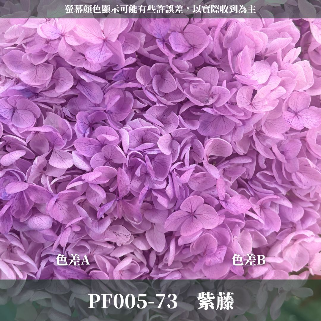 PF005 安娜繡球單支｜ A級 大份量 帶梗紫陽花 永生花 不凋花 乾燥花 DIY花材 拍攝道具 漸變花藝繡球 浮游花