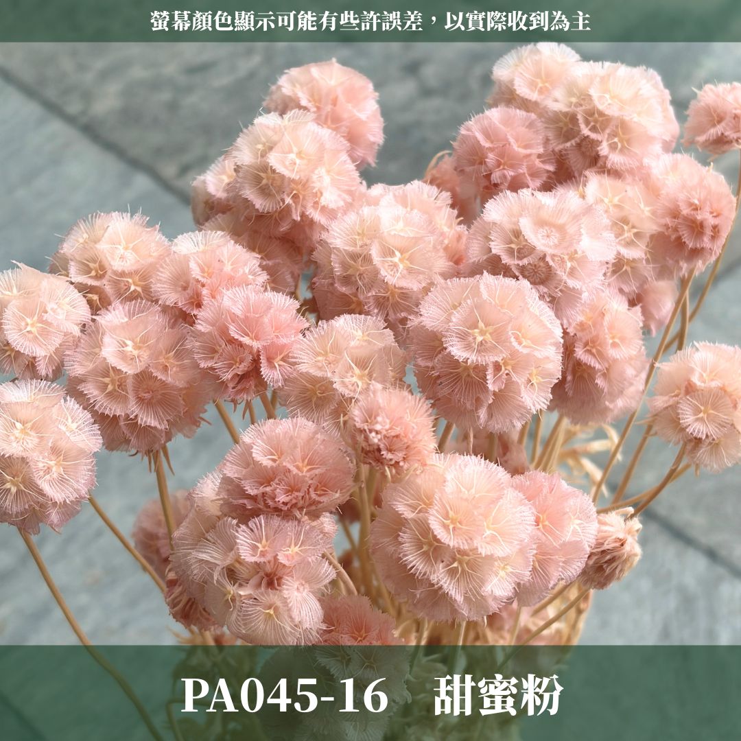 PA045 原裝松蟲果｜永生風車果 松蟲草 天然乾燥花材 拍攝道具 星芒松蟲 永生花 草星花 輪峰菊 藍盆花 花藝果實
