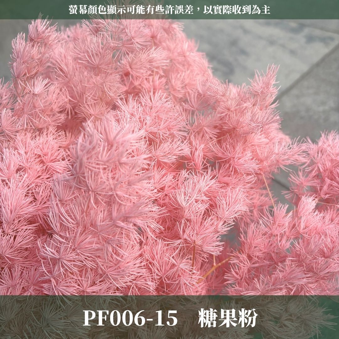 PF006 原裝蓬萊松｜ 買四送一｜花藝師必買！A級永生蓬萊松 不凋蓬萊松 進口蓬萊松 萬壽松 松樹 手作花材 花藝設計