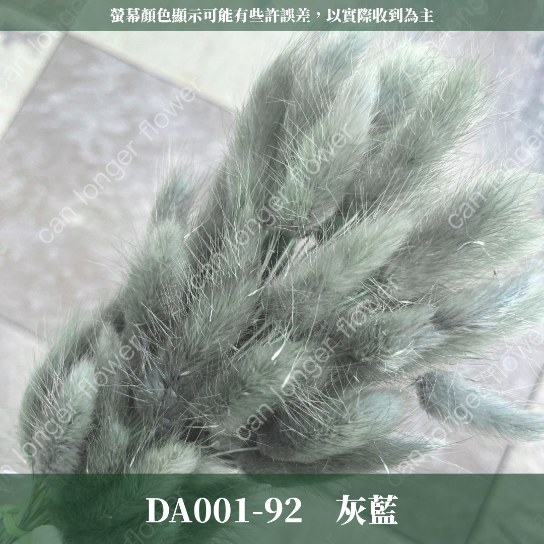 DA001 原裝兔尾草｜彩色兔尾草 乾燥永生花 花束花材 莫蘭迪色 插花DIY 拍照道具 乾燥兔尾草 乾燥花