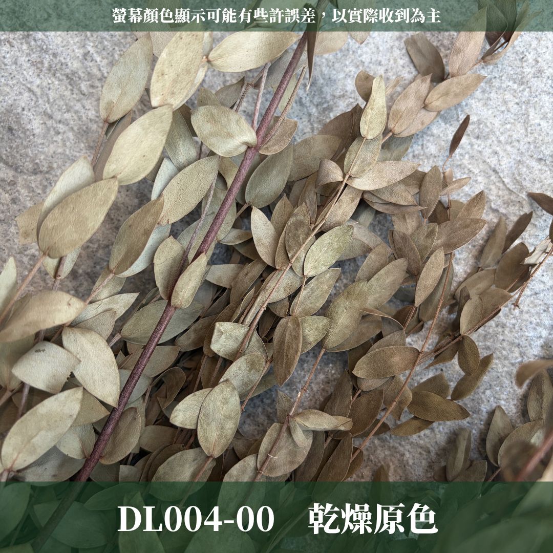 PL004 DL004 原裝細葉尤加利｜進口不凋細葉尤加利 乾燥花 永生花 不凋花 細葉尤加利 小葉尤加利 乾燥花束花材