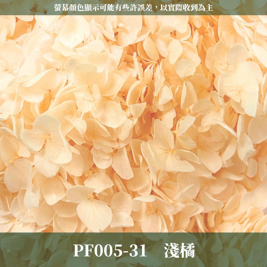 PF005 安娜繡球單支｜ A級 大份量 帶梗紫陽花 永生花 不凋花 乾燥花 DIY花材 拍攝道具 漸變花藝繡球 浮游花