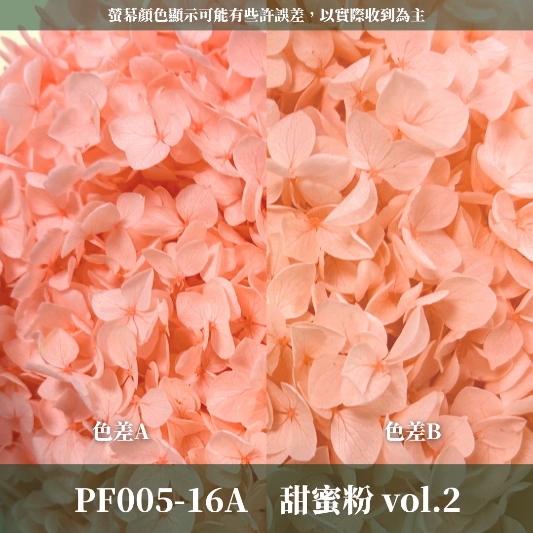 PF005 安娜繡球單支｜ A級 大份量 帶梗紫陽花 永生花 不凋花 乾燥花 DIY花材 拍攝道具 漸變花藝繡球 浮游花