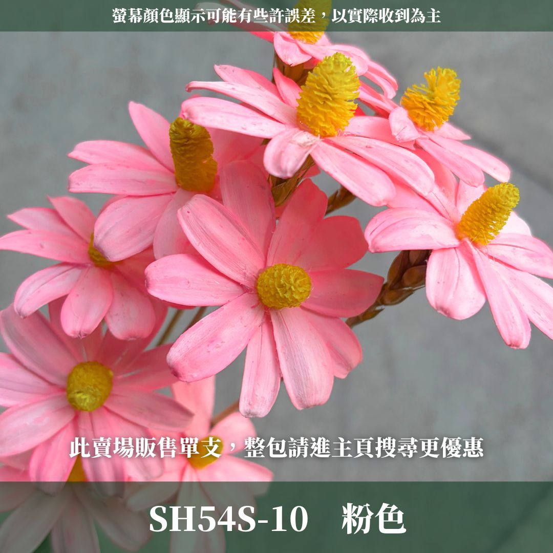 SH54S 木片瑪格麗特｜單支｜乾燥花批發 瓜子花 小雛菊 不凋花 木春菊 花藝設計 拍照道具 手工花 DIY 花藝插花