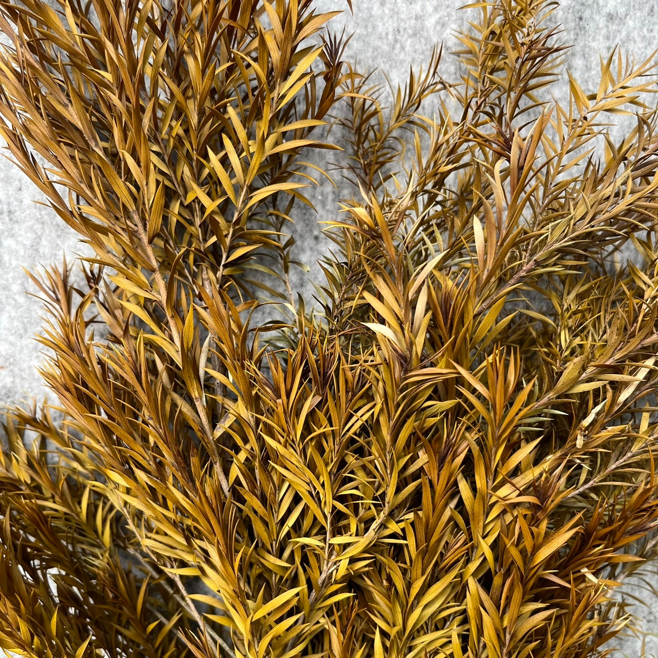 【台灣現貨】PL010S茶樹 茶樹葉 千層金 永生 小份量 節慶裝飾 聖誕花材 DIY 材料包
