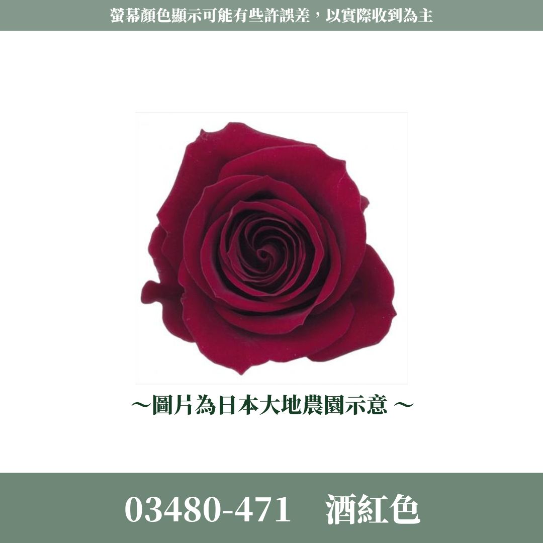 03480 中玫瑰