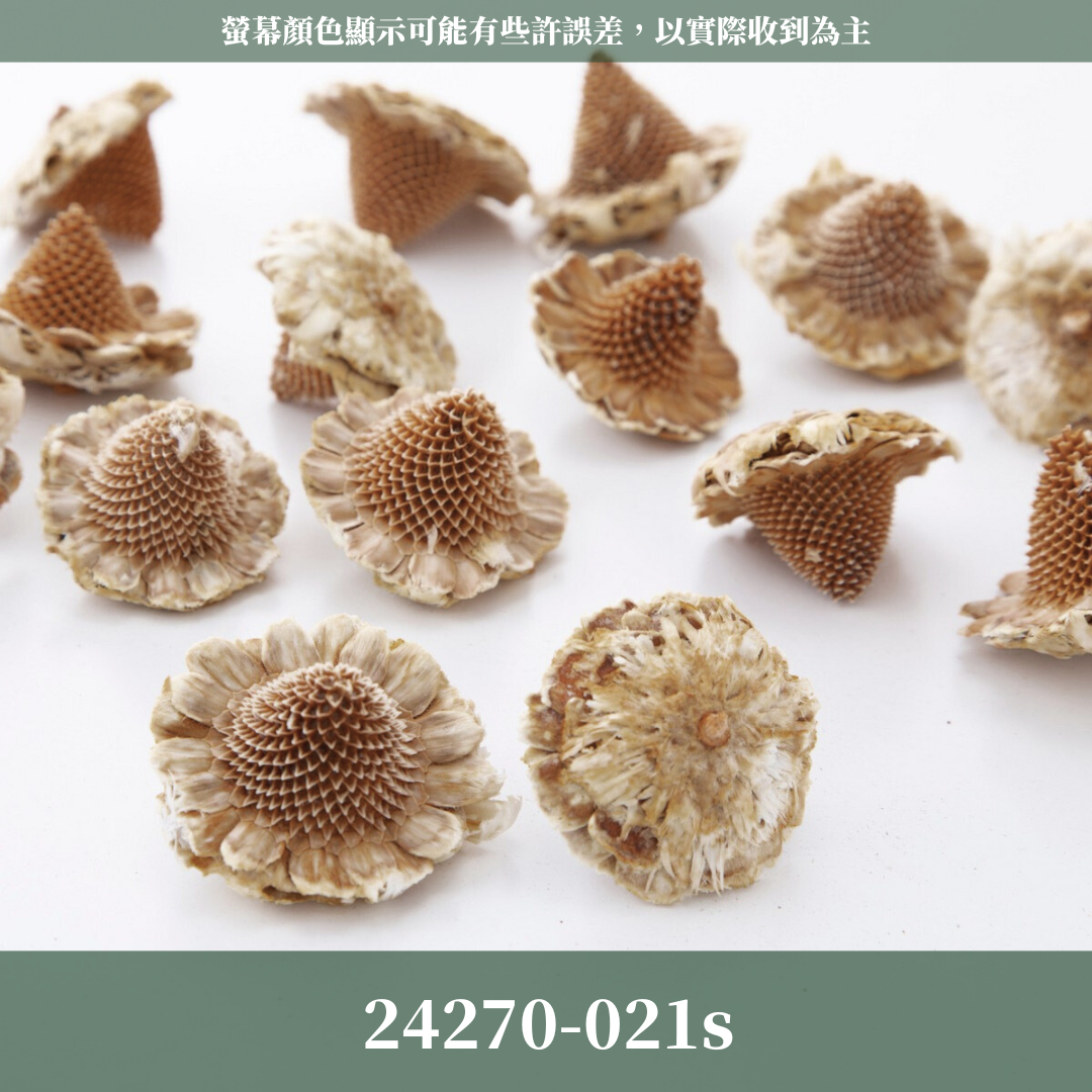 24270S 日本墨西哥帽果經濟包(2顆) ｜24270-000 メキシカンハット 24270-021 大地農園 日本進口 帽果 墨西哥帽果 聖誕節 果實 花材 果實 永生花 乾燥花 不凋花 乾燥果實 藤圈果實 聖誕節裝飾 聖誕佈置 拍照道具 居家佈置