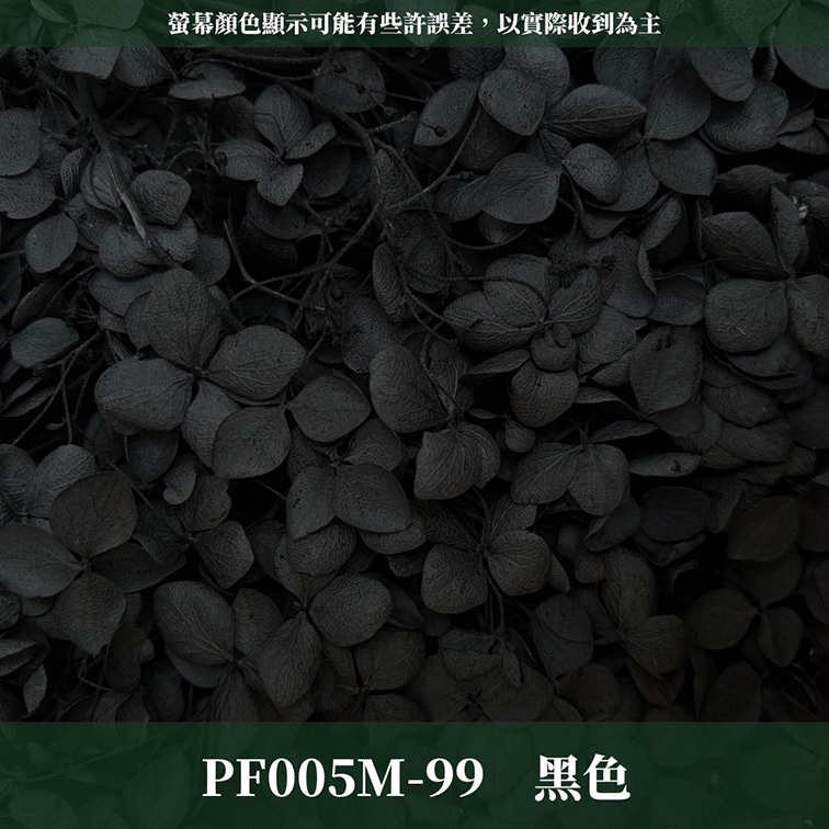 PF005M 安娜繡球中盒裝｜A級 漸層繡球 紫陽花 永生花 不凋花 乾燥花 DIY花材 拍攝道具 浮游花材料包
