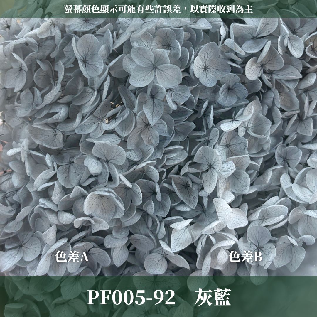 PF005 安娜繡球單支｜ A級 大份量 帶梗紫陽花 永生花 不凋花 乾燥花 DIY花材 拍攝道具 漸變花藝繡球 浮游花