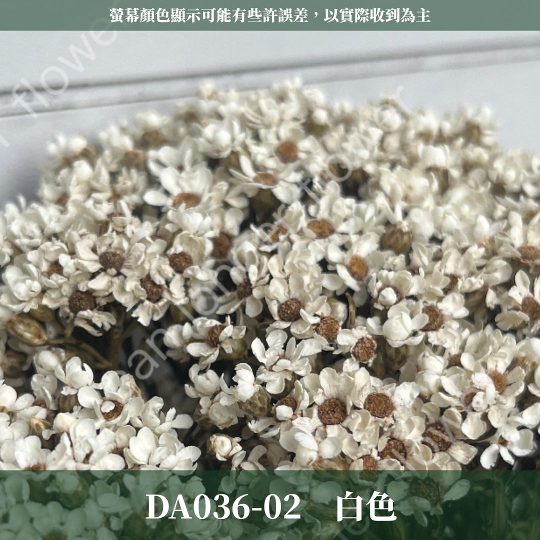賠本出清｜DA036 原裝法國白梅｜法國小白梅 乾燥花 小配花 花束材料 小白花 野白梅 不凋花 擴香蠟燭美化材料 A級