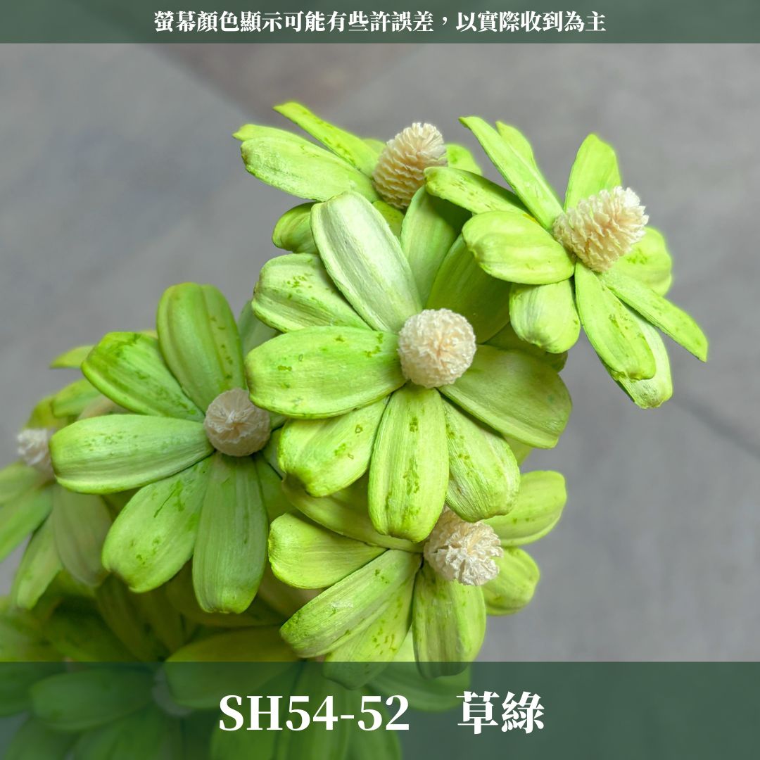 SH54 原裝木片瑪格麗特｜乾燥花批發 瓜子花 小雛菊 不凋花 木春菊 花藝設計 拍照道具 手工花 DIY 花藝 插花