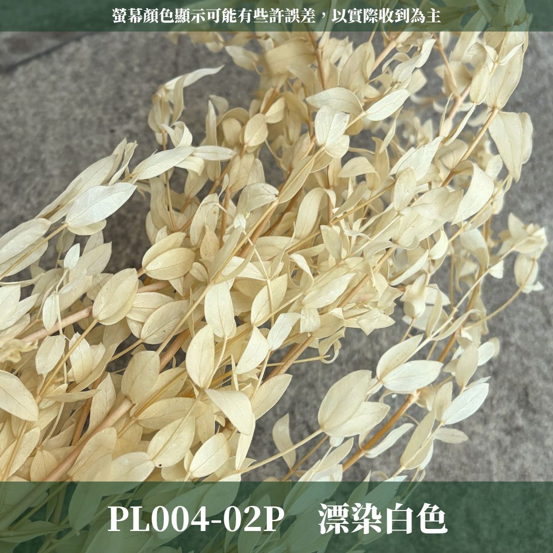 PL004 DL004 原裝細葉尤加利｜進口不凋細葉尤加利 乾燥花 永生花 不凋花 細葉尤加利 小葉尤加利 乾燥花束花材