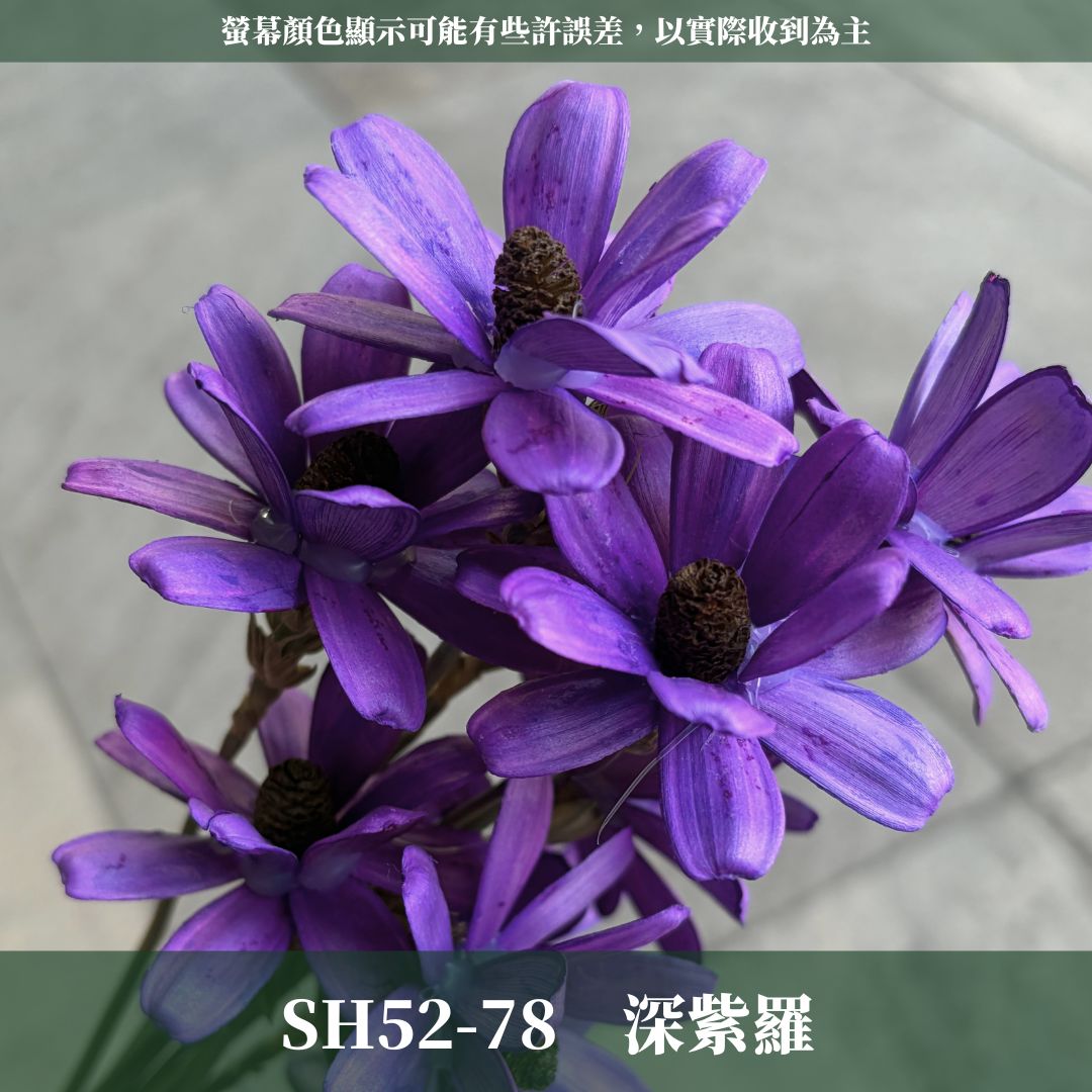 SH52 原裝小雛菊瓜子花｜5cm｜木片花 手工花 乾燥花 乾花新瓜子花 不凋花 永生花 花束花材 捧花材料 胸花手作