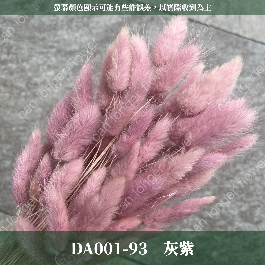 DA001 原裝兔尾草｜彩色兔尾草 乾燥永生花 花束花材 莫蘭迪色 插花DIY 拍照道具 乾燥兔尾草 乾燥花