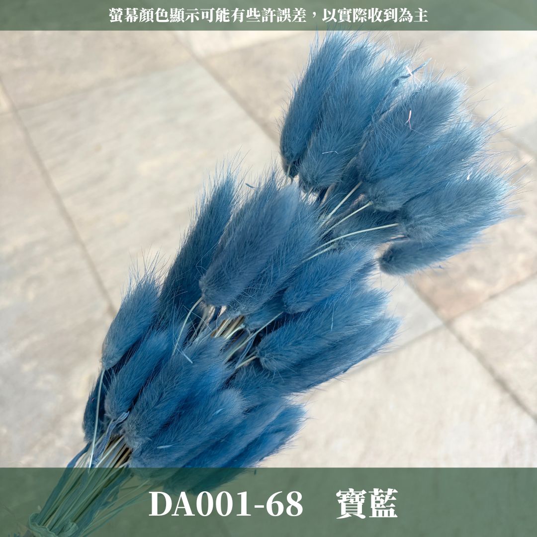 DA001 原裝兔尾草｜彩色兔尾草 乾燥永生花 花束花材 莫蘭迪色 插花DIY 拍照道具 乾燥兔尾草 乾燥花