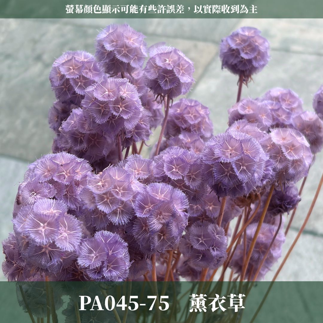 PA045 原裝松蟲果｜永生風車果 松蟲草 天然乾燥花材 拍攝道具 星芒松蟲 永生花 草星花 輪峰菊 藍盆花 花藝果實