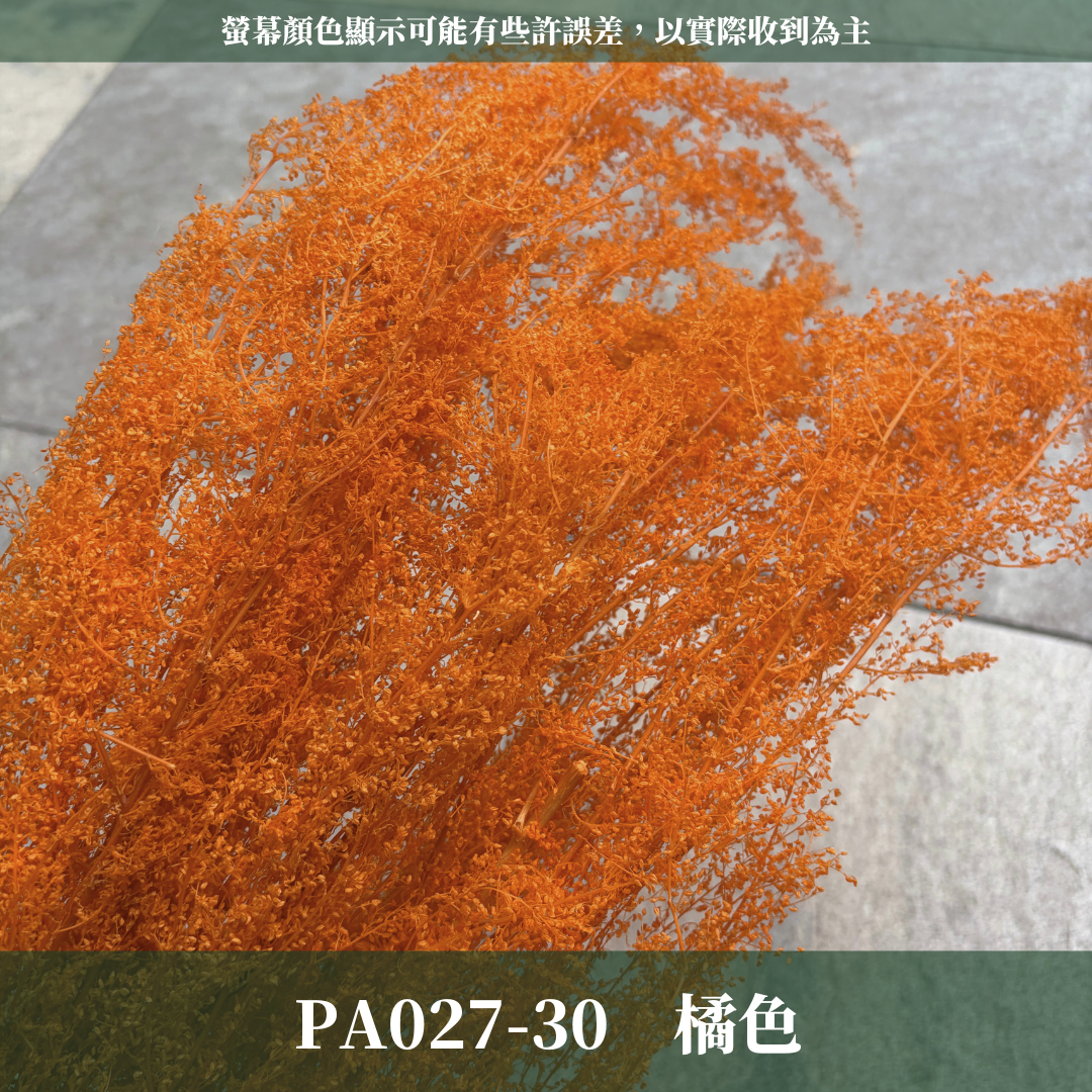 PA027 原裝永生米蒿｜咪咪草 不凋咪咪草 噴泉草 花藝設計 乾燥花束 拍照道具 居家佈置 柔霧系乾燥花 婚禮花藝素材