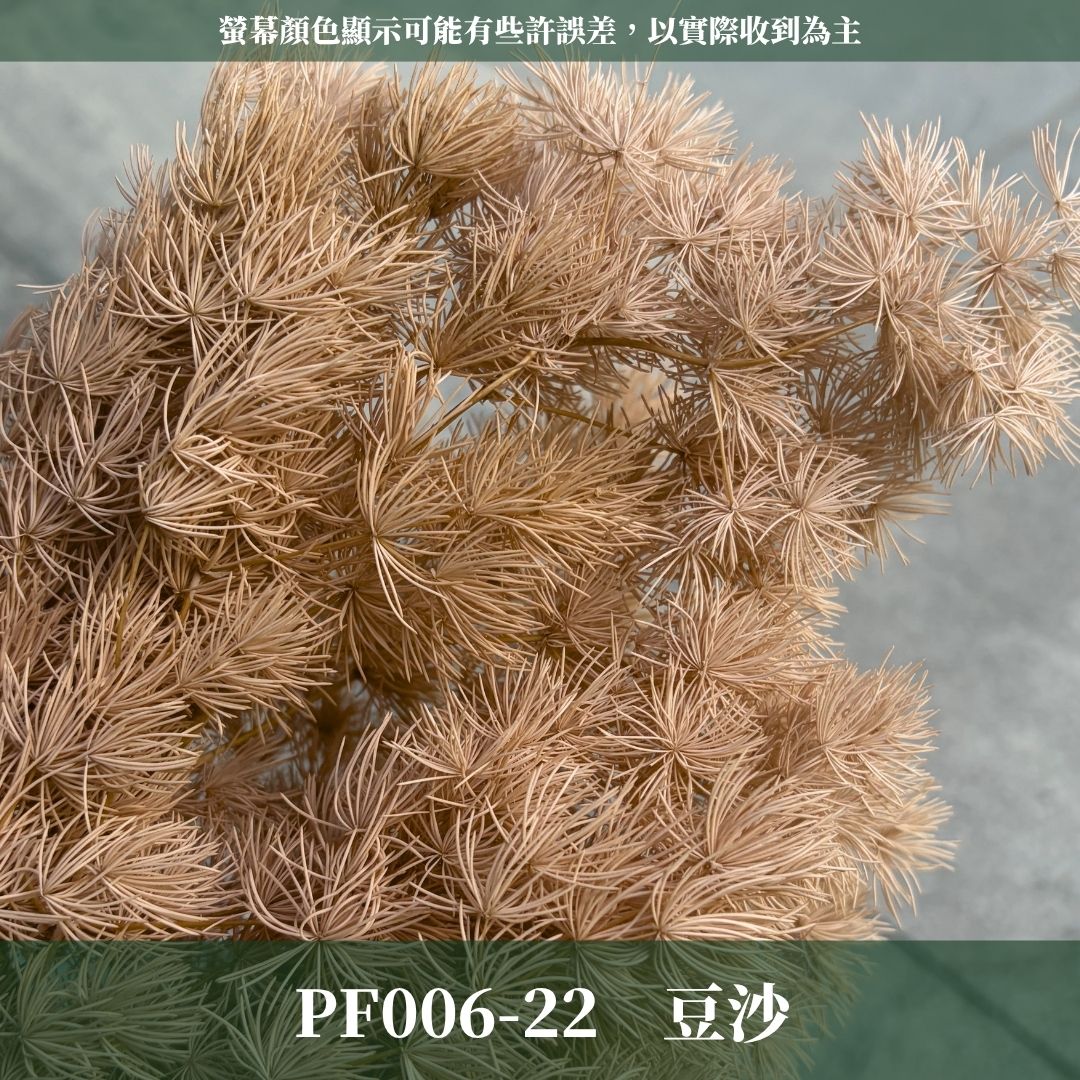 PF006 原裝蓬萊松｜ 買四送一｜花藝師必買！A級永生蓬萊松 不凋蓬萊松 進口蓬萊松 萬壽松 松樹 手作花材 花藝設計