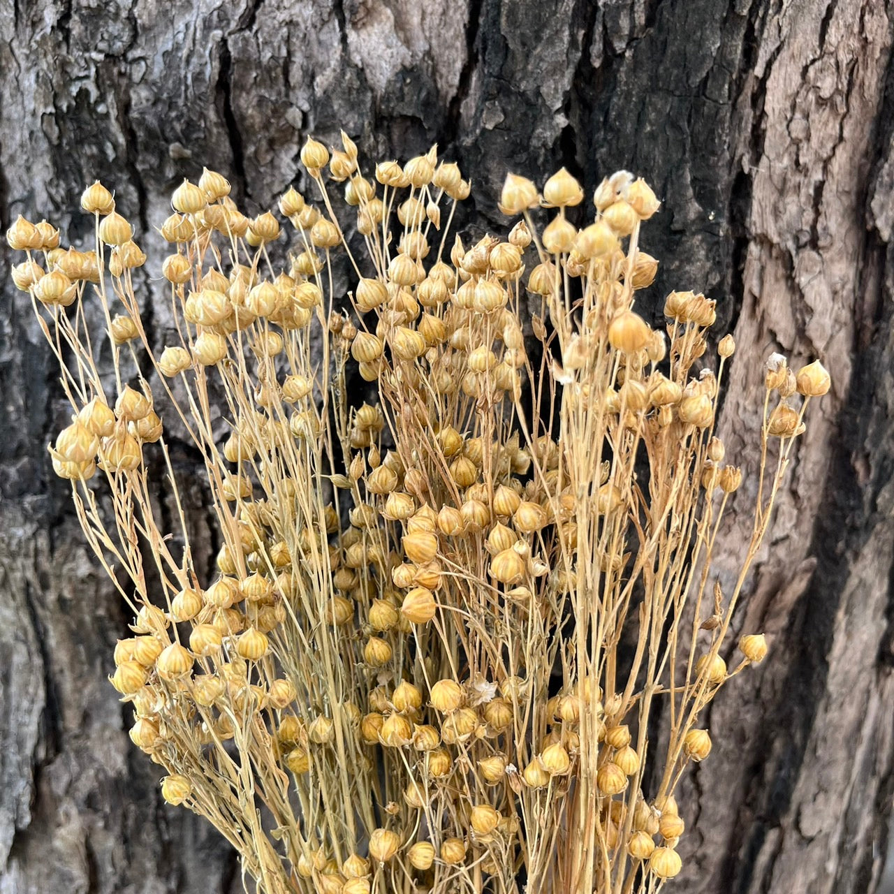 DA015 臨花 台灣現貨