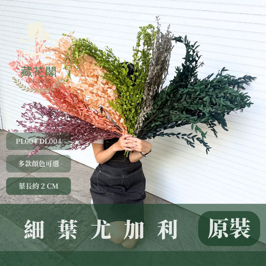 PL004 DL004 原裝細葉尤加利｜進口不凋細葉尤加利 乾燥花 永生花 不凋花 細葉尤加利 小葉尤加利 乾燥花束花材