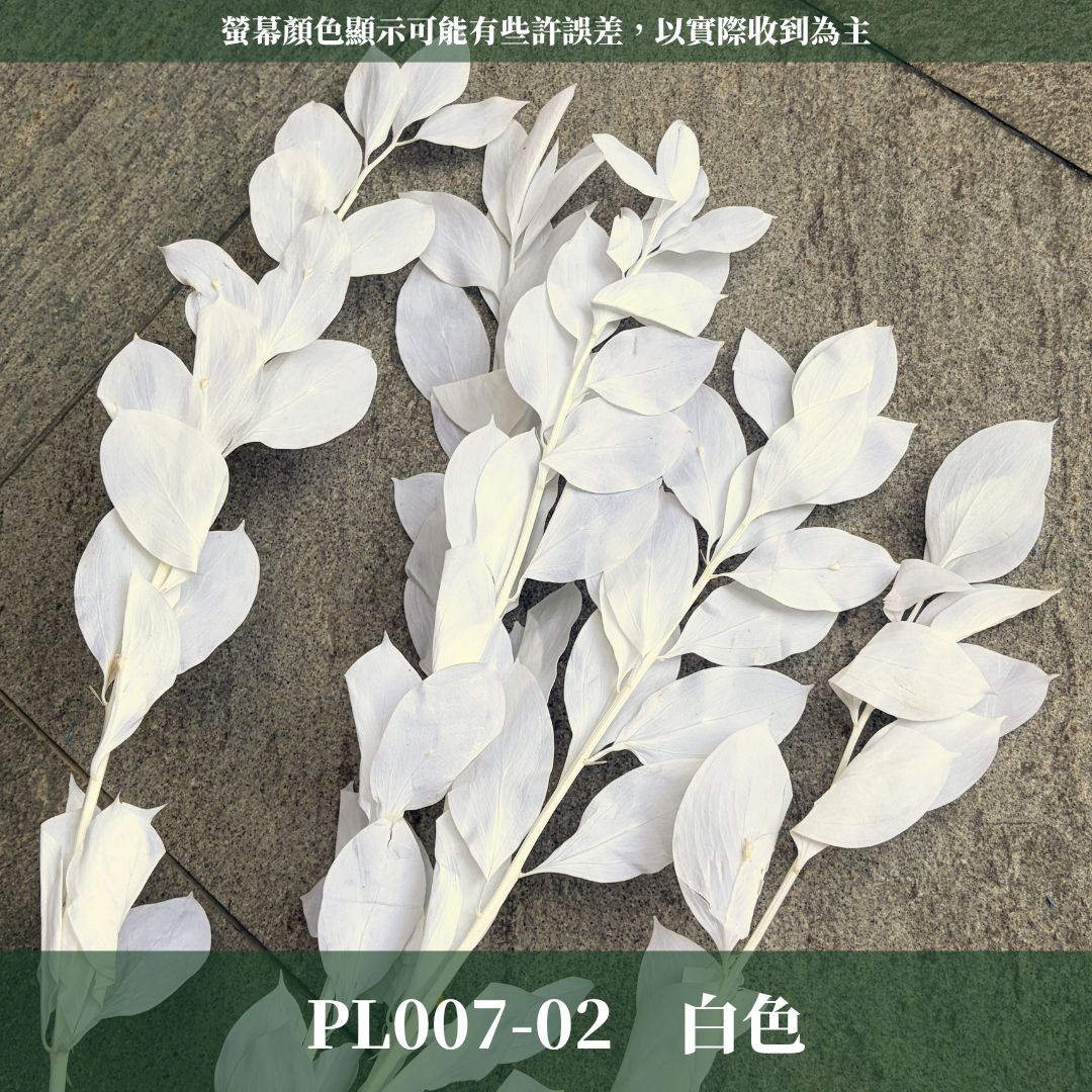 PL007 原裝玉竹葉｜夢幻紫色新登場｜進口不凋玉竹葉 永生桔葉 永生葉材 魚尾葉 桌花 乾燥葉材 花藝材料包 捧花