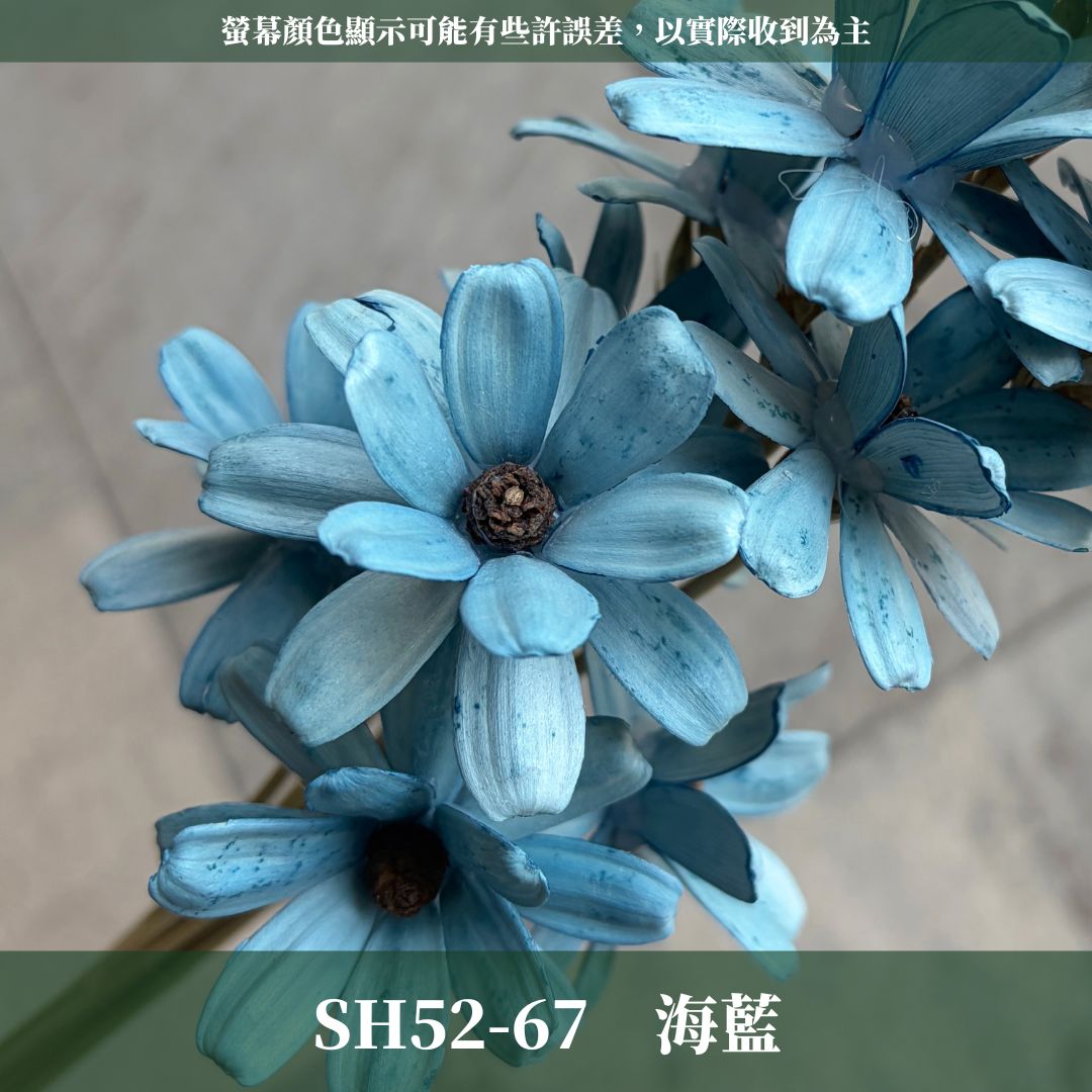 SH52 原裝小雛菊瓜子花｜5cm｜木片花 手工花 乾燥花 乾花新瓜子花 不凋花 永生花 花束花材 捧花材料 胸花手作
