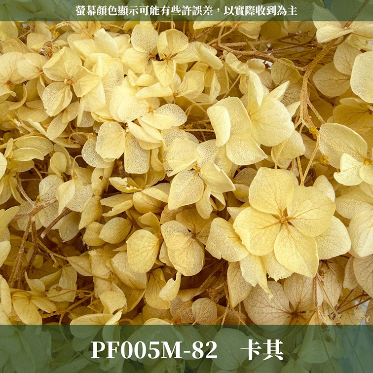 PF005M 安娜繡球中盒裝｜A級 漸層繡球 紫陽花 永生花 不凋花 乾燥花 DIY花材 拍攝道具 浮游花材料包